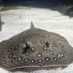 Protaras Ocean Aquarium - Protaras