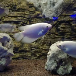 Protaras Ocean Aquarium - Protaras