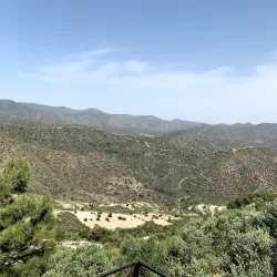 Local Olive Groves - Sotira