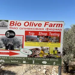Local Olive Groves - Sotira