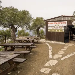 Local Olive Groves - Sotira