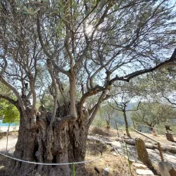 Local Olive Groves - Sotira