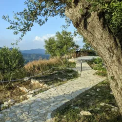 Local Olive Groves - Sotira