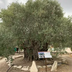 Local Olive Groves - Sotira