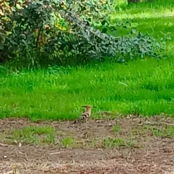 Strovolos Municipal Park - Strovolos