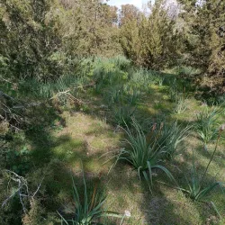 Strovolos Municipal Park - Strovolos