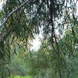 Strovolos Municipal Park - Strovolos