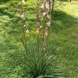 Strovolos Municipal Park - Strovolos