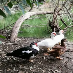 Athalassa National Forest Park - Tseri