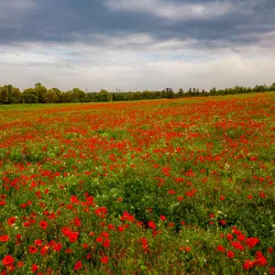 Athalassa National Forest Park - Tseri