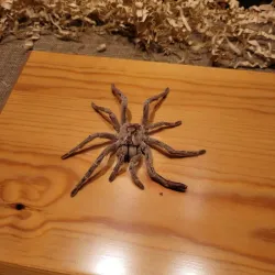 Cyprus Museum of Natural History - Tseri