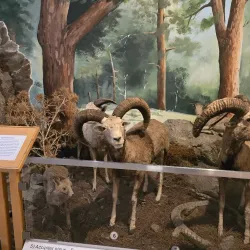 Cyprus Museum of Natural History - Tseri