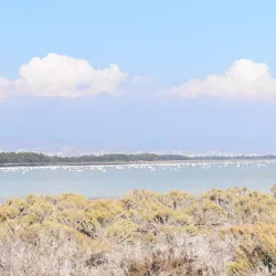 Limassol Salt Lake (nearby) - Ypsonas