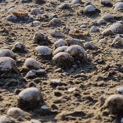 Limassol Salt Lake (nearby) - Ypsonas