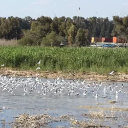 Limassol Salt Lake (nearby) - Ypsonas