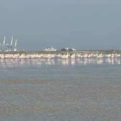 Limassol Salt Lake (nearby) - Ypsonas