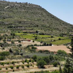 Local Wineries - Ypsonas