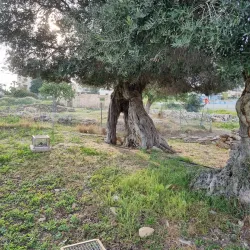 Municipal Park of Ypsonas - Ypsonas