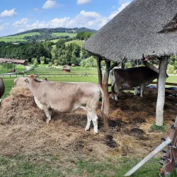 Benešov Park - Benesov