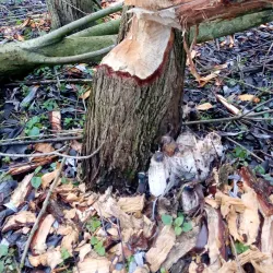 Berounka River - Beroun