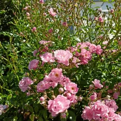 Bílovec Town Square - Bilovec