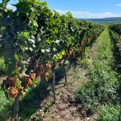 Pavlovské vrchy Nature Reserve - Breclav