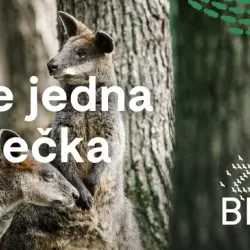 Brno Zoo - Brno