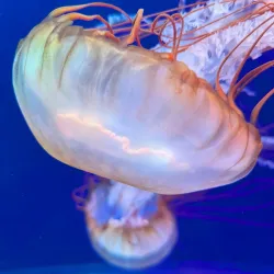 Chomutov Zoo - Chomutov