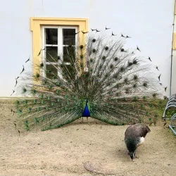 Děčín Castle - Děčín