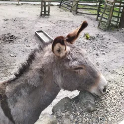 Děčín Zoo - Děčín