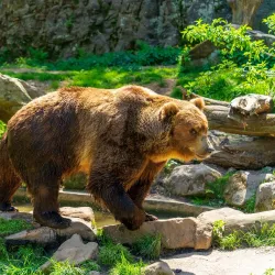 Děčín Zoo - Děčín