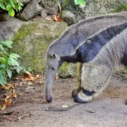 Děčín Zoo - Děčín