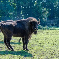 Lesní Park (Forest Park) - Havirov