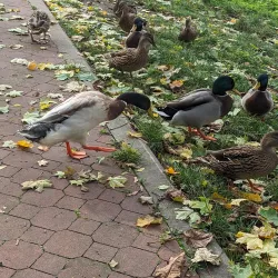 Chateau Hodonín - Hodonín