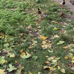 Chateau Hodonín - Hodonín