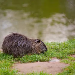 Jirásek's Square (Jiráskovy sady) - Hradec Kralove
