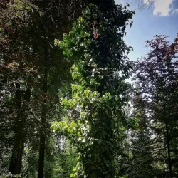 Hranice Botanical Garden - Hranice na Morave