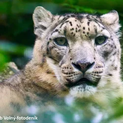 Liberec Zoo - Jablonec nad Nisou