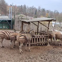 Jihlava Zoo - Jihlava