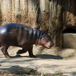 Jihlava Zoo - Jihlava