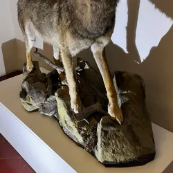 Vysočina Museum Jihlava - Jihlava