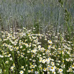 Hradec nad Sazavou Nature Park - Jindrichuv Hradec