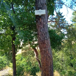 Castle Ruins of Kyjov - Kyjov