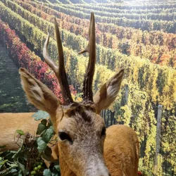 Kyjov Regional Gallery - Kyjov