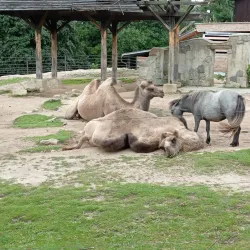 Liberec Zoo - Liberec