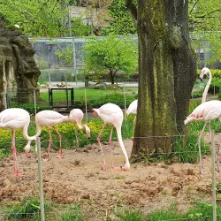 Liberec Zoo - Liberec