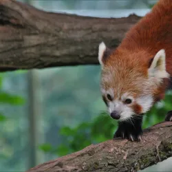 Liberec Zoo - Liberec