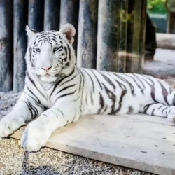 Liberec Zoo - Liberec