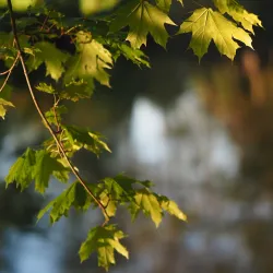 Park Podzámčí - Louny