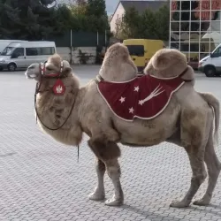 Lysá nad Labem Cultural Center - Lysá nad Labem